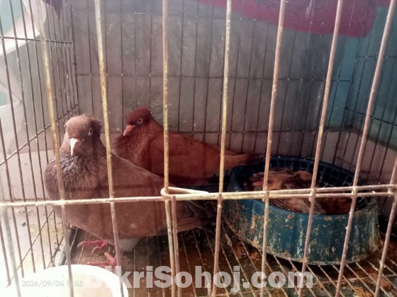 কবুতর